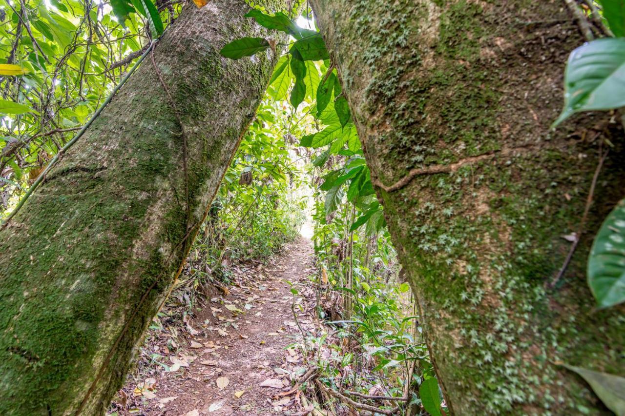 Ara Ambigua Lodge Sarapiquí Exterior foto