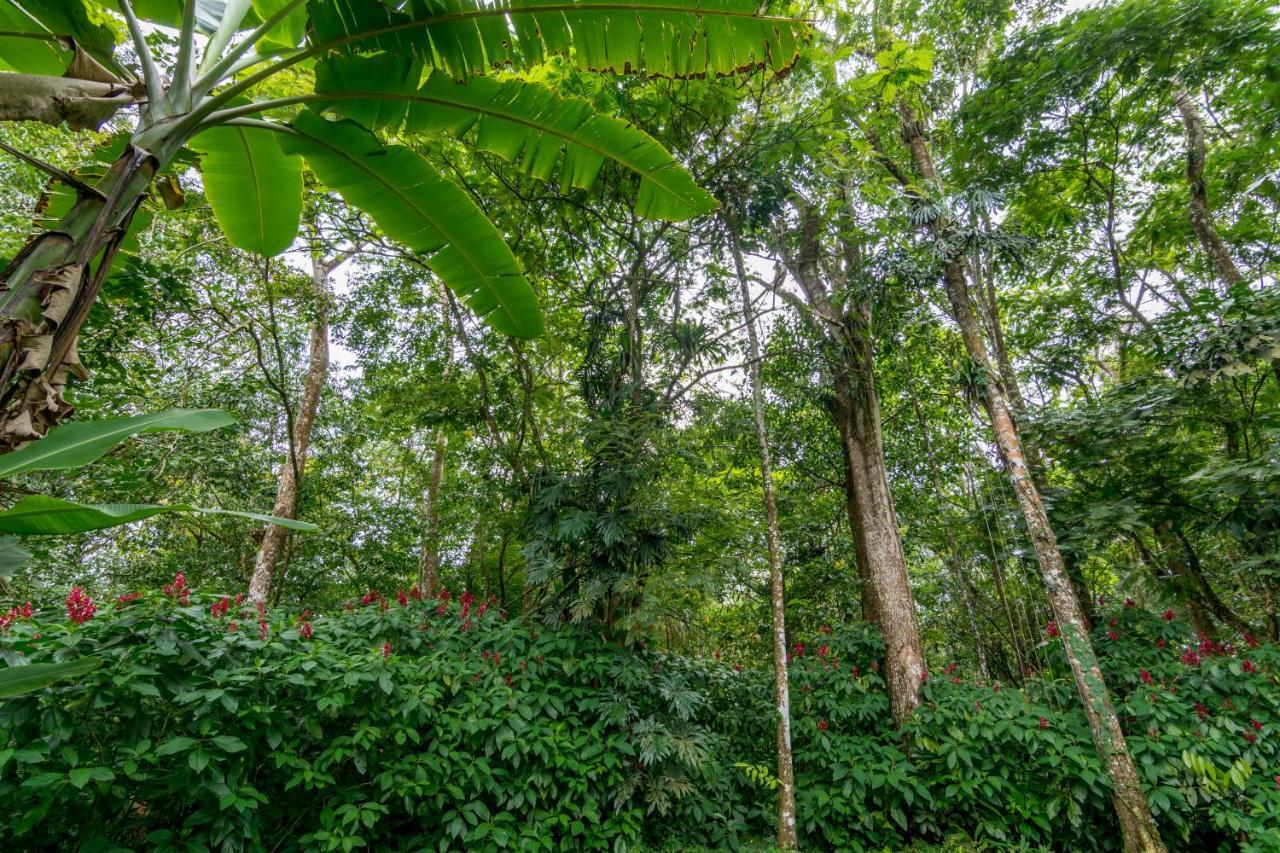 Ara Ambigua Lodge Sarapiquí Exterior foto